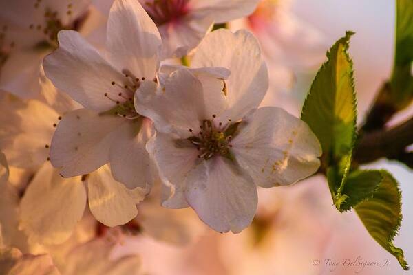 Flower Art Print featuring the photograph Cherry Blossoms in full bloom by Tony Delsignore