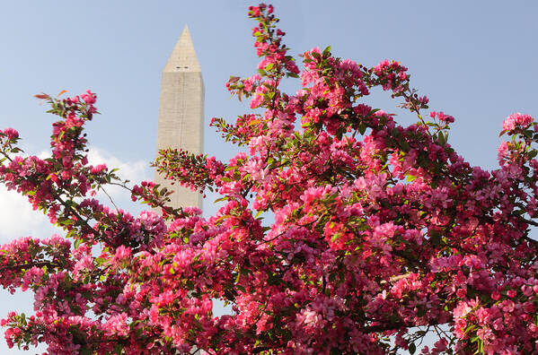America Art Print featuring the photograph Cherry Trees and Washington Monument 5 by Mitchell R Grosky