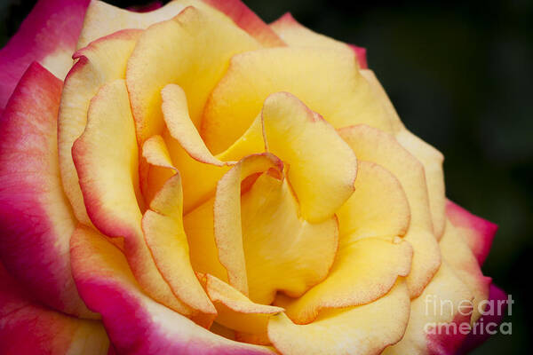 Chicago Peace Rose Art Print featuring the photograph Chicago Peace Rose by Patty Colabuono