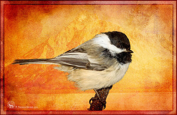 Chickadee.bird Art Print featuring the pyrography Chickadee by Fred Denner