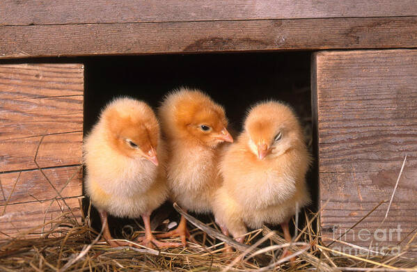 Chicken Art Print featuring the photograph Chicks In Coop by Alan and Sandy Carey