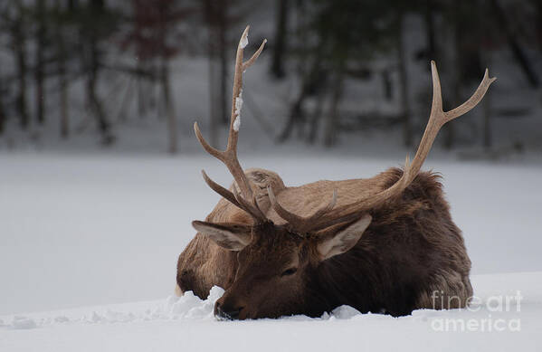 Elk Art Print featuring the photograph Chillin' by Bianca Nadeau