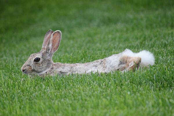 Rabbit Art Print featuring the photograph Chillin In The Shade by Trent Mallett