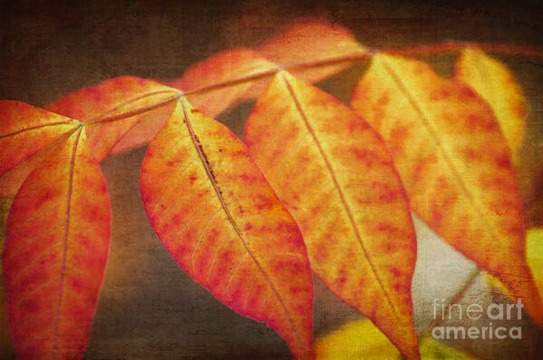Chinese Pistachio Art Print featuring the photograph Chinese Pistachio Leaves by Tamara Becker