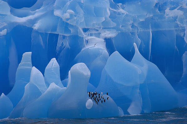00260224 Art Print featuring the photograph Chinstrap Penguins on Blue Iceberg by Eric Dietrich