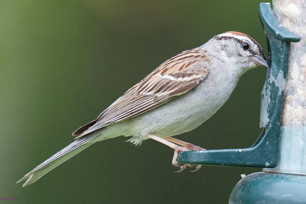 Birdfeeder Visitors Art Print featuring the photograph Chipping Sparrow by Kristin Hatt