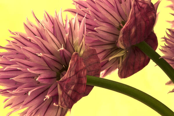 Chive Art Print featuring the photograph Chive Macro Beauty by Sandra Foster