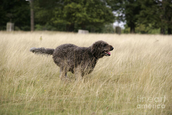 Labradoodle Art Print featuring the photograph Chocolate Labradoodle Running In Field by John Daniels