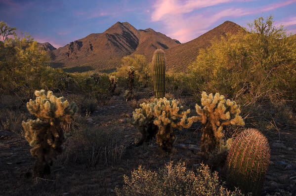 Cholla Art Print featuring the photograph Cholla Cactus at McDowell Mountains by Dave Dilli