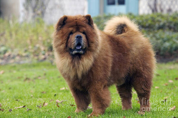 Chow Art Print featuring the photograph Chow Chow by Jean-Michel Labat