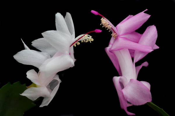 Christmas Cactus Art Print featuring the photograph Christmas Duo. by Terence Davis