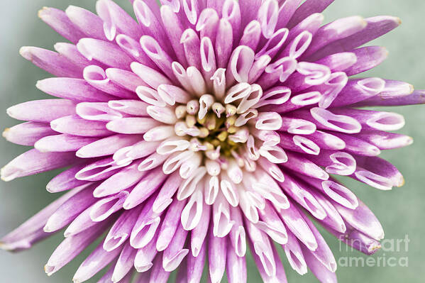 Chrysanthemum Art Print featuring the photograph Chrysanthemum flower closeup by Elena Elisseeva
