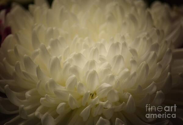 Chrysanthemum Glow Art Print featuring the photograph Chrysanthemum Glow by Maria Urso