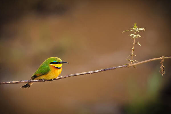 3scape Photos Art Print featuring the photograph Cinnamon-chested Bee-eater by Adam Romanowicz