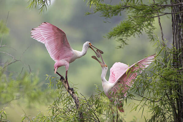 Roseate Spoonbills Art Print featuring the photograph Clacking Bills by Bonnie Barry