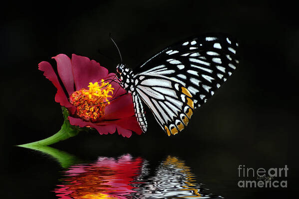 Butterfly Art Print featuring the photograph Cliche on Burgundy by Lois Bryan