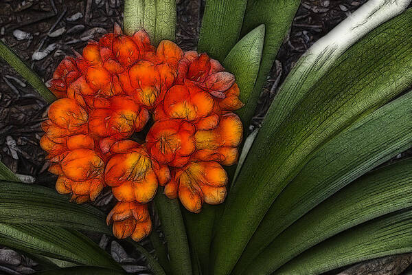Clivia Flowers Art Print featuring the digital art Clivia by Photographic Art by Russel Ray Photos