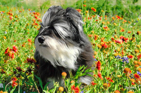 Dog Art Print featuring the photograph Cloey in the Flowers by Dyle  Warren