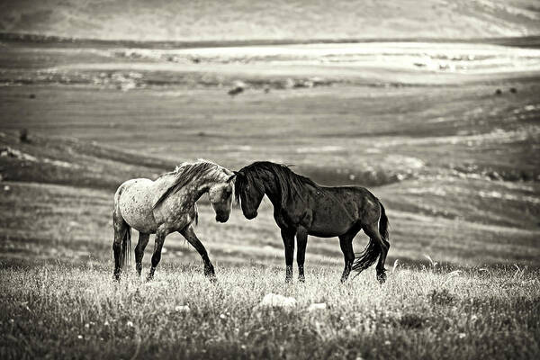 Contrast Art Print featuring the photograph Close Encounter by Vedran Vidak