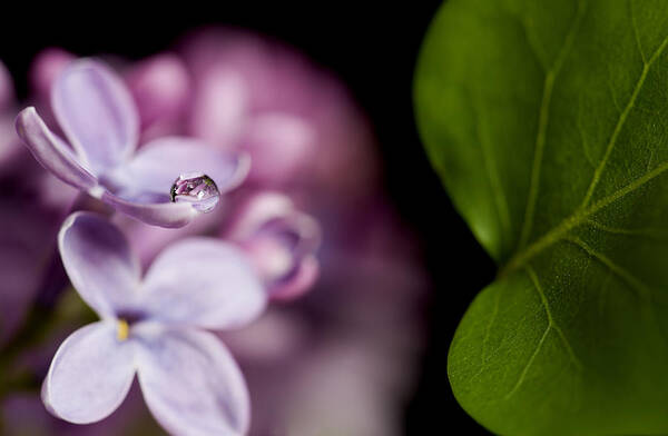 Growth Art Print featuring the photograph Close up Lilac by Mark Duffy