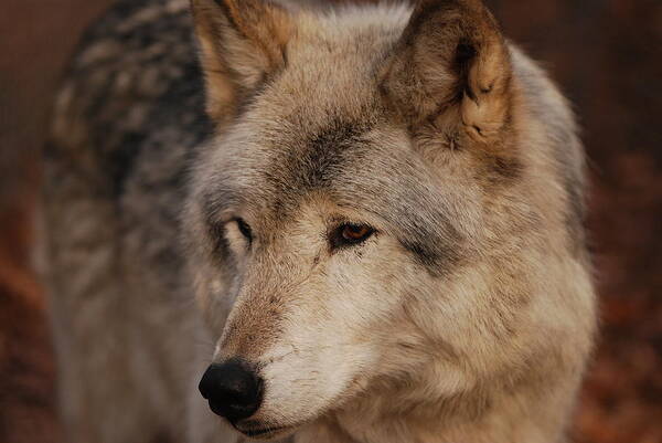 Wolf Art Print featuring the photograph Close Up by Lori Tambakis