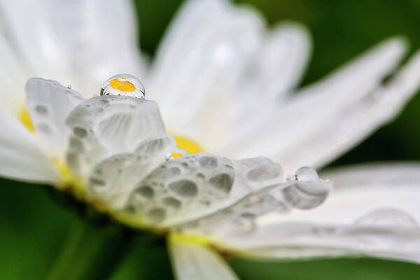 Close Up Art Print featuring the photograph Close Up Of A Daisy With A Water by Marion Owen