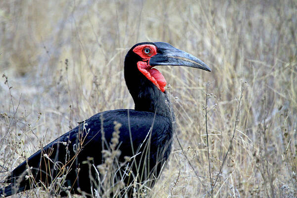 Adult Art Print featuring the photograph Close-up Of A Ground Hornbill, Kruger by Miva Stock