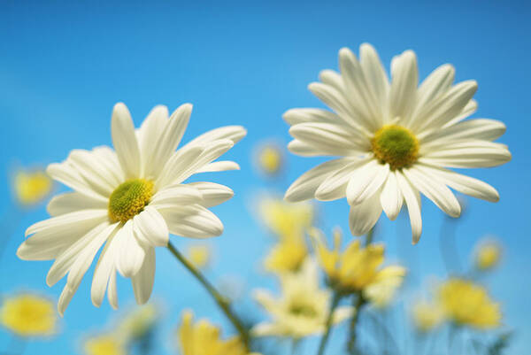 Blue Background Art Print featuring the photograph Close-up Of Daisies Against A Blue by Bruno Crescia