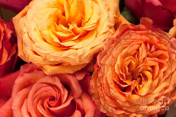 Britain Art Print featuring the photograph Close Up View Of Pink Orange Yellow Hybrid Tea Roses by Peter Noyce