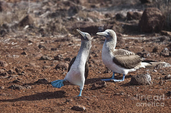 Blue Footed Booby Art Print featuring the photograph Clowning Around by Timothy Hacker