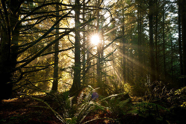 Oregon Art Print featuring the photograph Coastal Forest by Andrew Kumler
