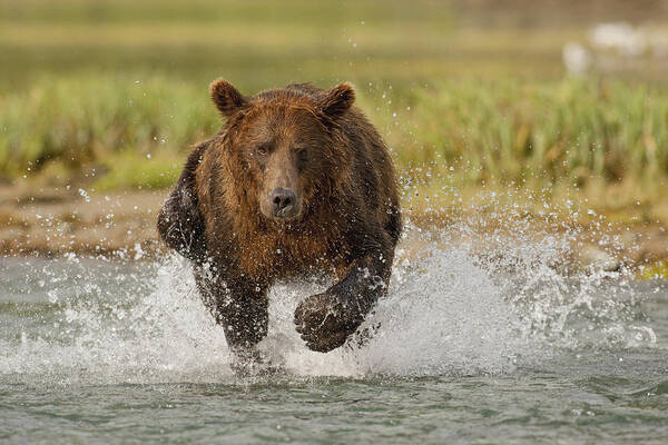 Fredriksson Art Print featuring the photograph Coastal Grizzly Boar Fishing by Kent Fredriksson