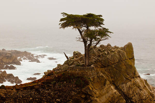 2012 Art Print featuring the photograph Coastline Cypress by Melinda Ledsome