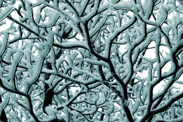 Frosted Tree Art Print featuring the photograph Cold Frosted Limbs Above by Michael Eingle