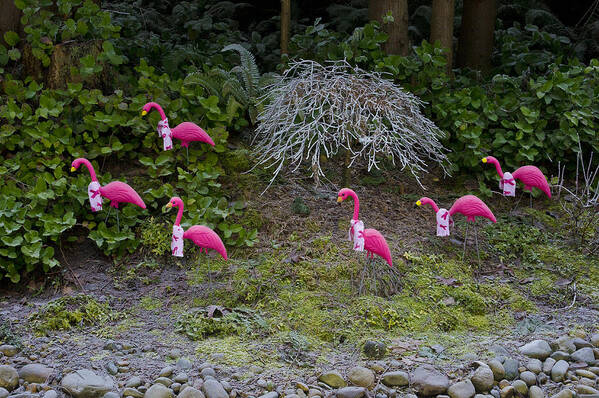 Wall Art Art Print featuring the photograph Cold Pink Flamingos by Ron Roberts