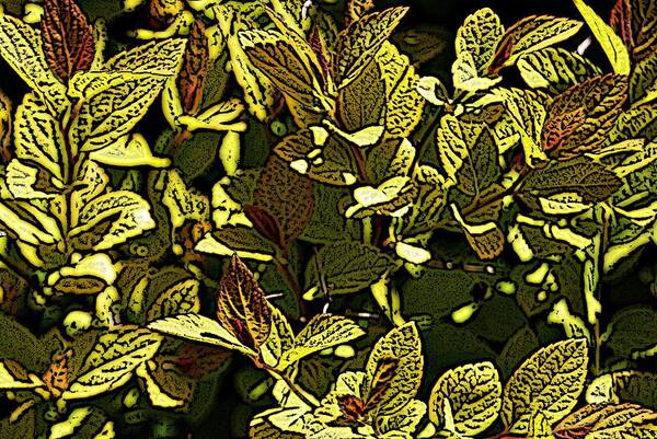 Plant Art Print featuring the photograph Color Engraving 1 by Joe Faherty