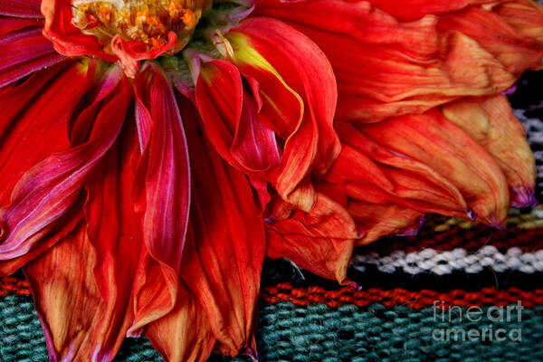 Dahlia Art Print featuring the photograph Color Power by Jeanette French