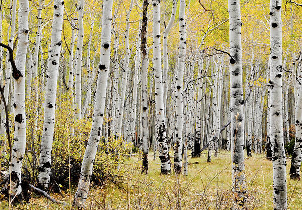 Trees Art Print featuring the photograph Colorado Aspens by Geraldine Alexander