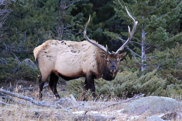 Bull Elk Art Print featuring the photograph Colorado Bull Elk #1 by Shane Bechler