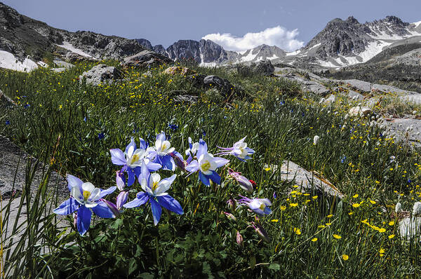 Colorado Art Print featuring the photograph Colorado Columbines by Aaron Spong