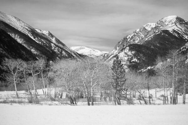 Trees Art Print featuring the photograph Colorado Rocky Mountain Winter Horseshoe Park BW by James BO Insogna