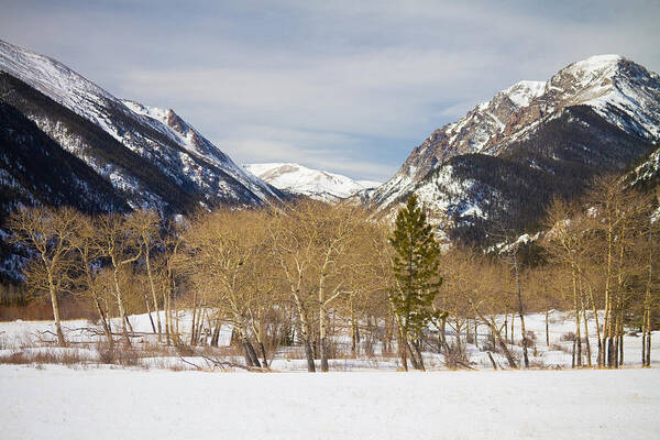 Trees Art Print featuring the photograph Colorado Rocky Mountain Winter Horseshoe Park by James BO Insogna