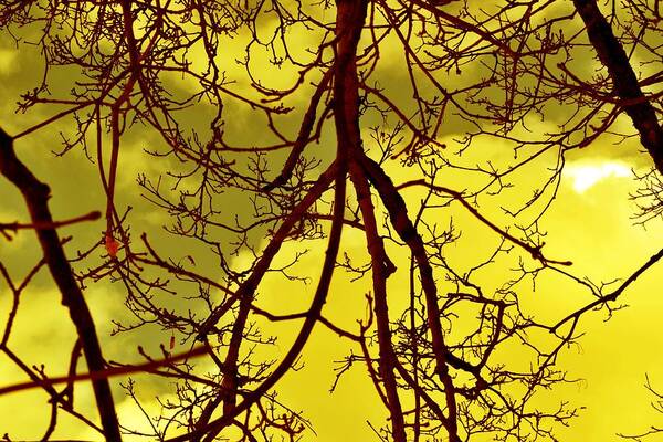 Color Art Print featuring the photograph Colorful Branches by Michael Sokalski