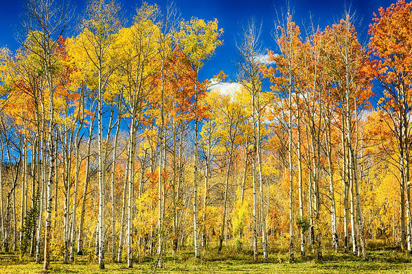 Aspen Art Print featuring the photograph Colorful Colorado Autumn Aspen Trees by James BO Insogna