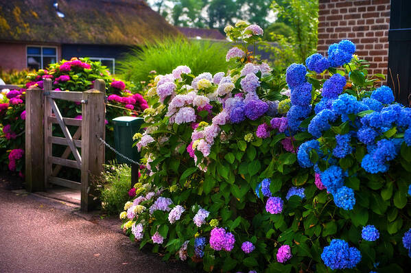 Netherlands Art Print featuring the photograph Colorful Hydrangea at the Gate. Giethoorn. Netherlands by Jenny Rainbow