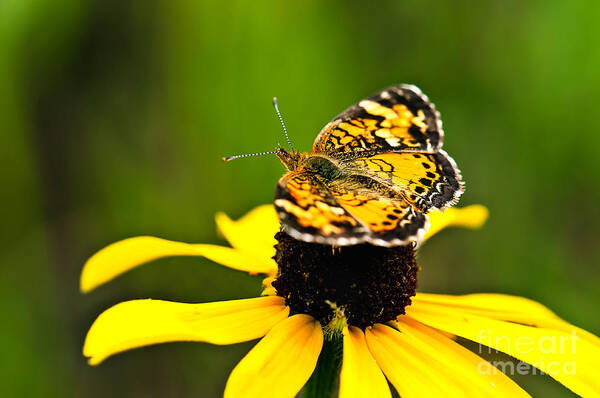 Photography Art Print featuring the photograph Colorful Landing by Gwen Gibson