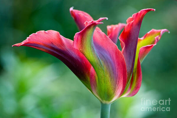 Flora Art Print featuring the photograph Colorful tulip by Oscar Gutierrez