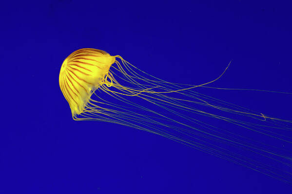 Underwater Art Print featuring the photograph Comet by By Fabrice Geslin