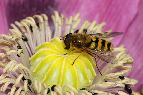 Flpa Art Print featuring the photograph Common Banded Hoverfly Feeding On Poppy by Malcolm Schuyl