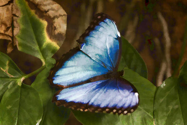 Common Blue Morpho Art Print featuring the digital art Common Blue Morpho by Photographic Art by Russel Ray Photos
